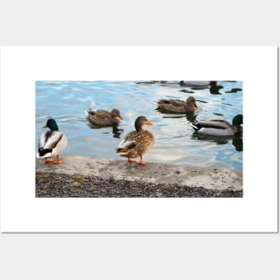 Female Mallard Duck Standing By The Pond Posters and Art